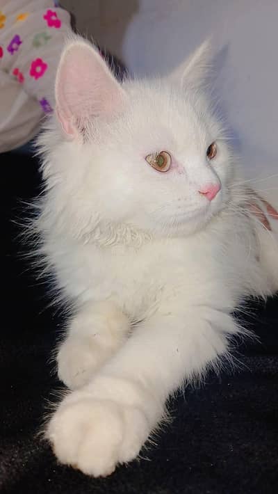 perisian cat doubelcotted