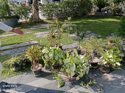 Concrete Planters and Established Outdoor Plants