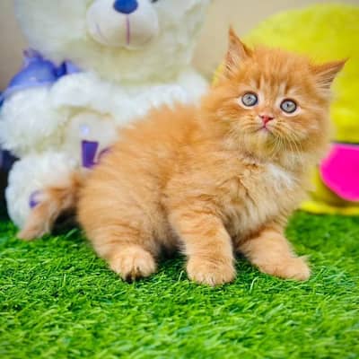 White Persian kitten