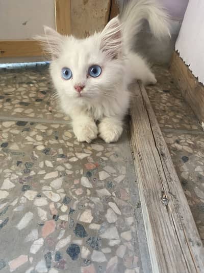 White Persian kitten