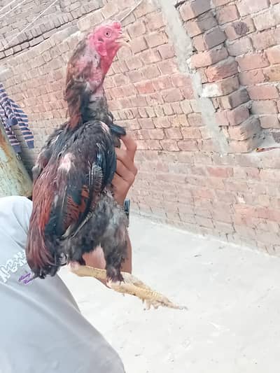 aseel breeder cock