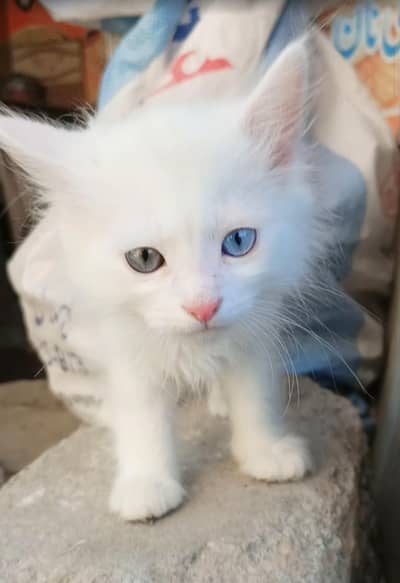 Persian Cat | Kitten | Persian Kitten | Triple Coated  | Cats For Sale