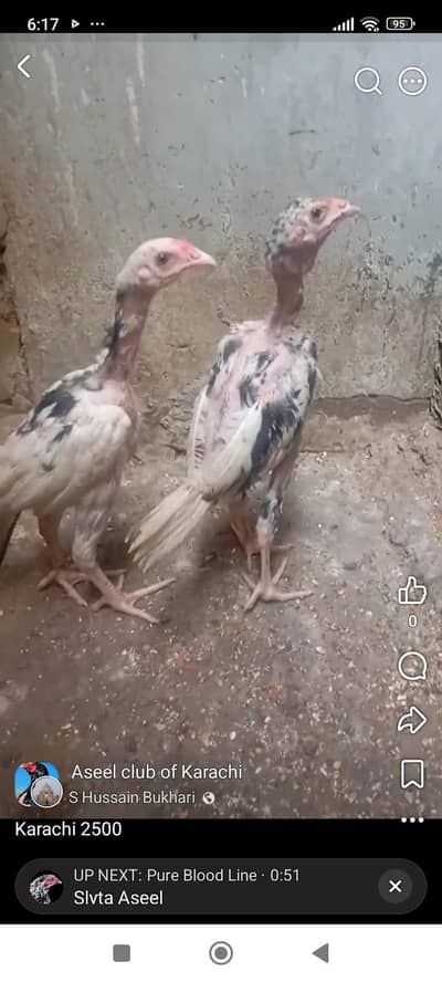 02 aseel chicks age 03 month