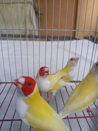 Red eyes gouldian