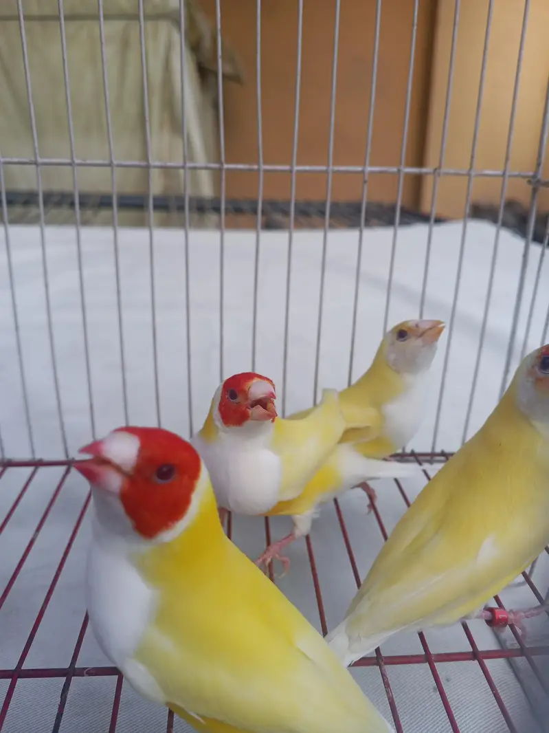 Red eyes gouldian