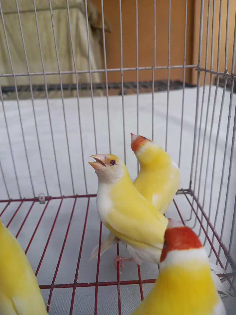 Red eyes gouldian — photo 2