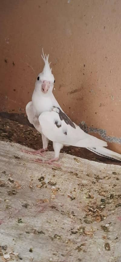 White cockatiel