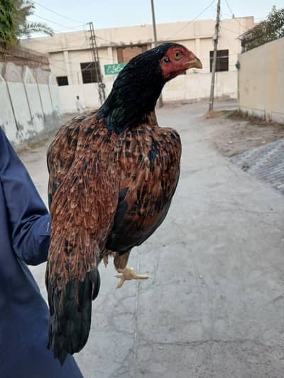 Pure Aseel Hen for Sale – Healthy and Active