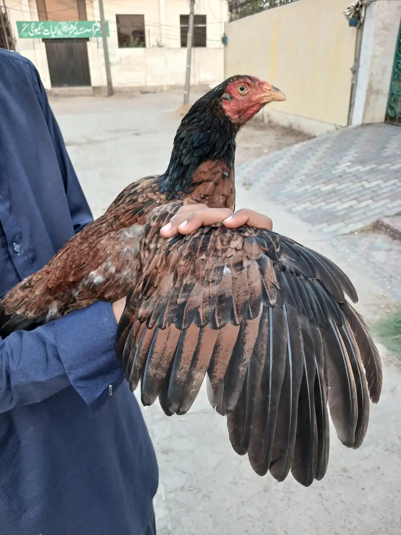 Pure Aseel Hen for Sale – Healthy and Active — photo 2