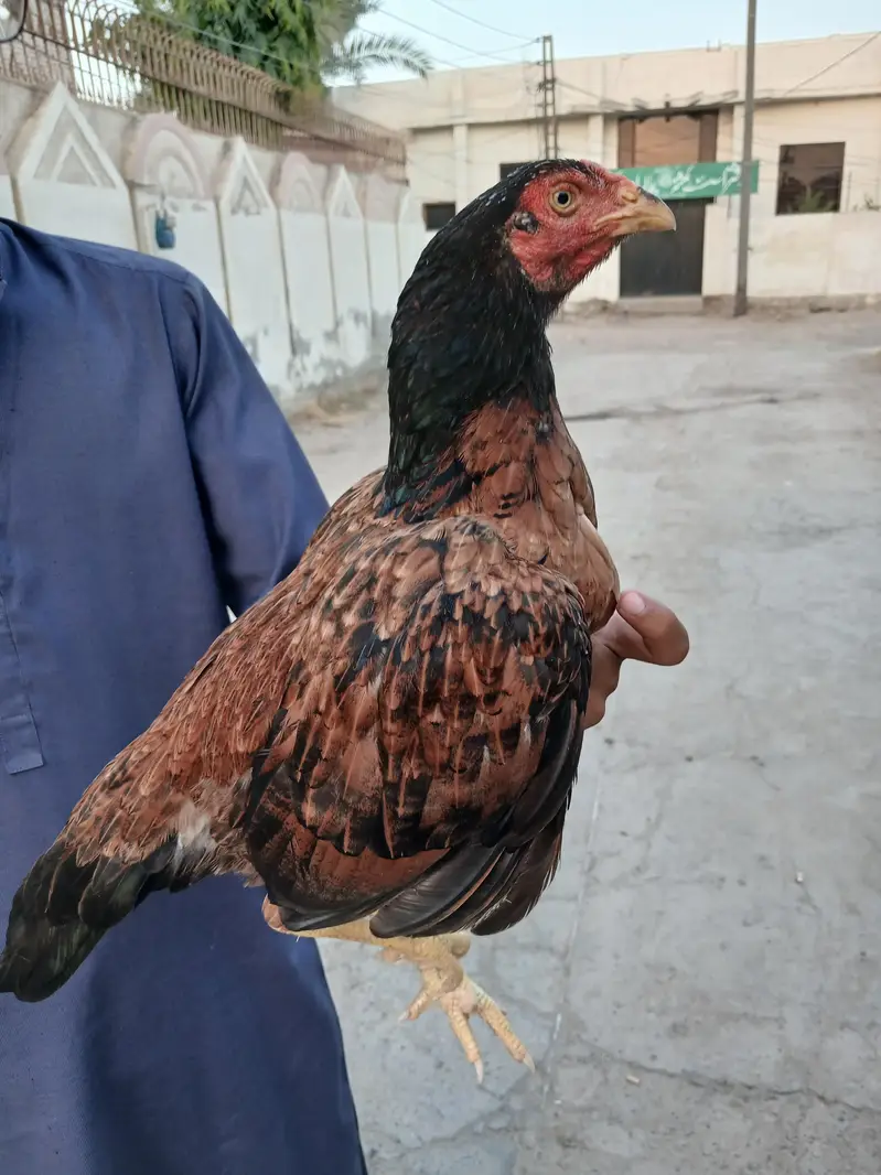Pure Aseel Hen for Sale – Healthy and Active — photo 3