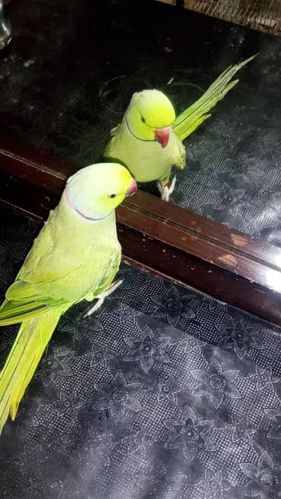 talking parrot