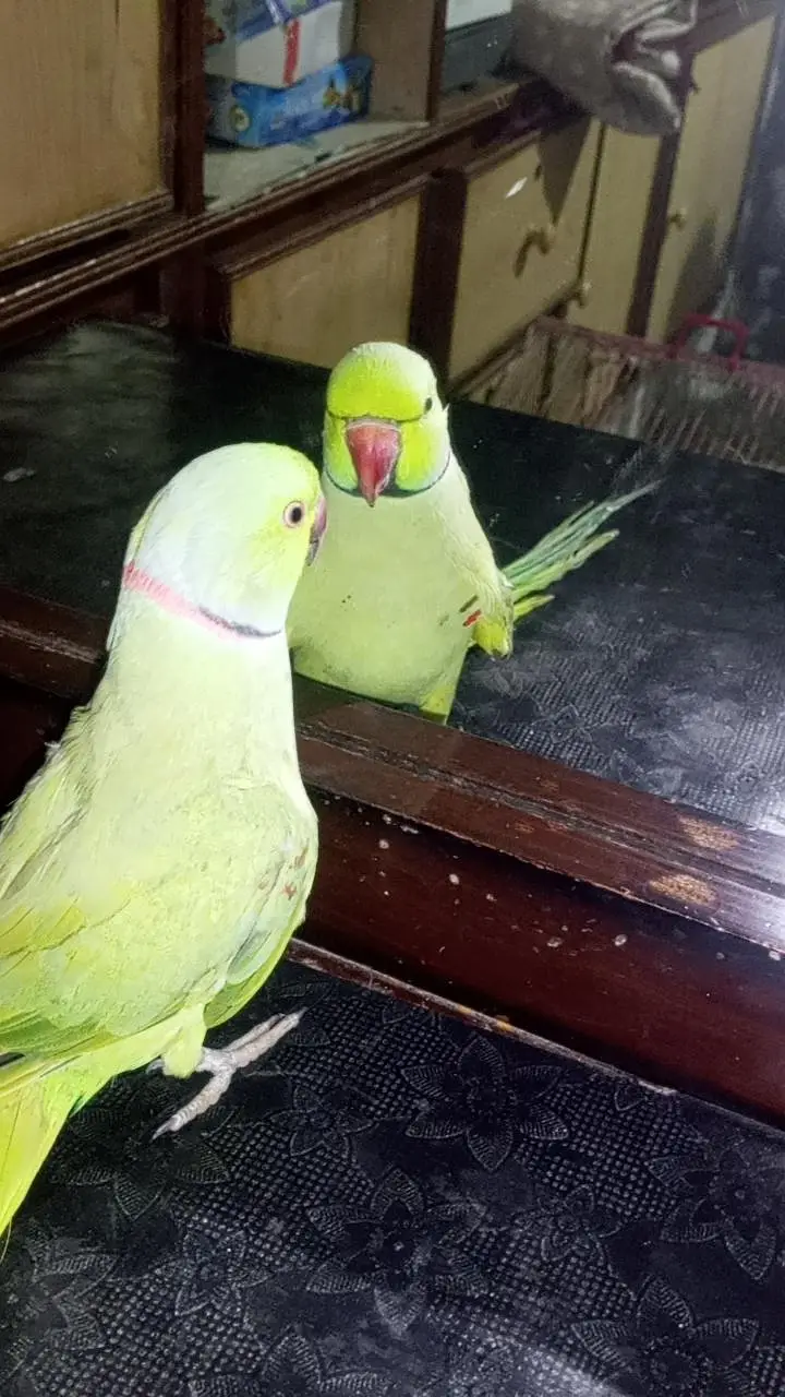 talking parrot — photo 2