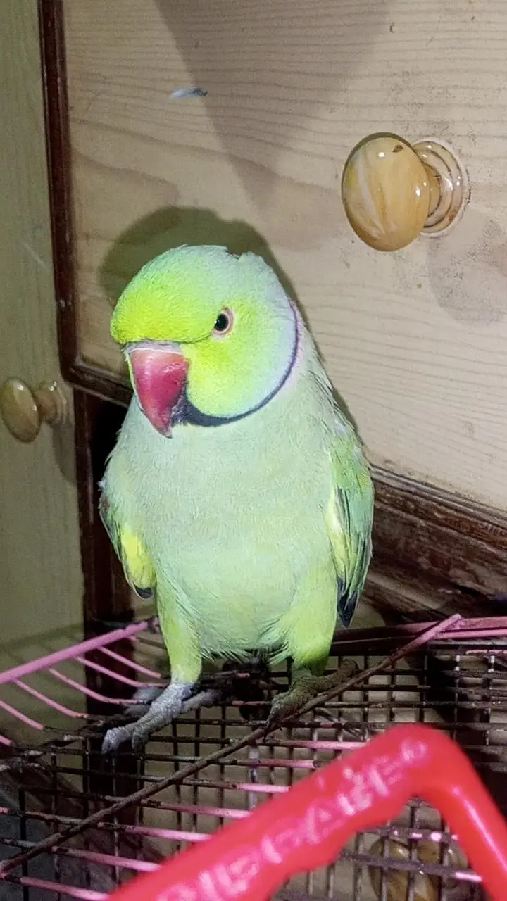 talking parrot — photo 3