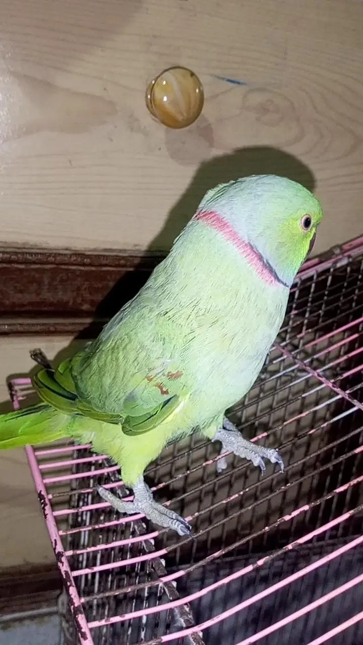talking parrot — photo 4