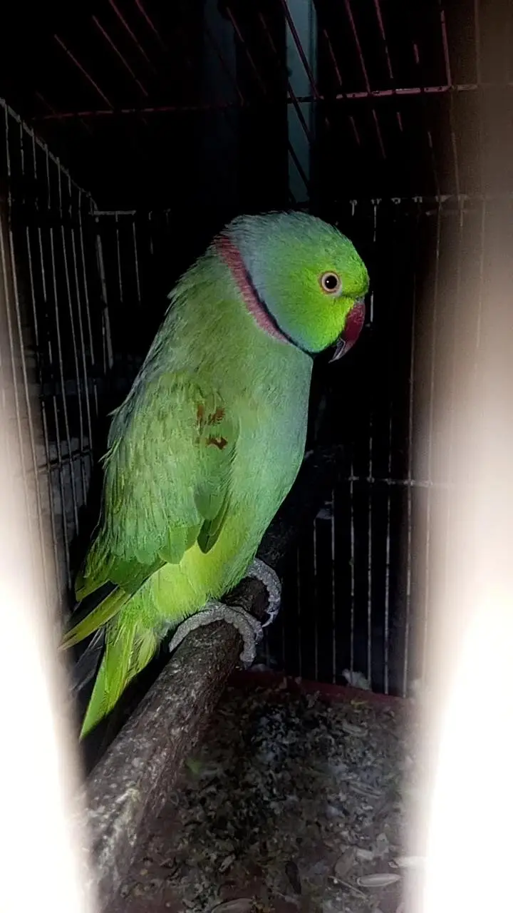 talking parrot — photo 5