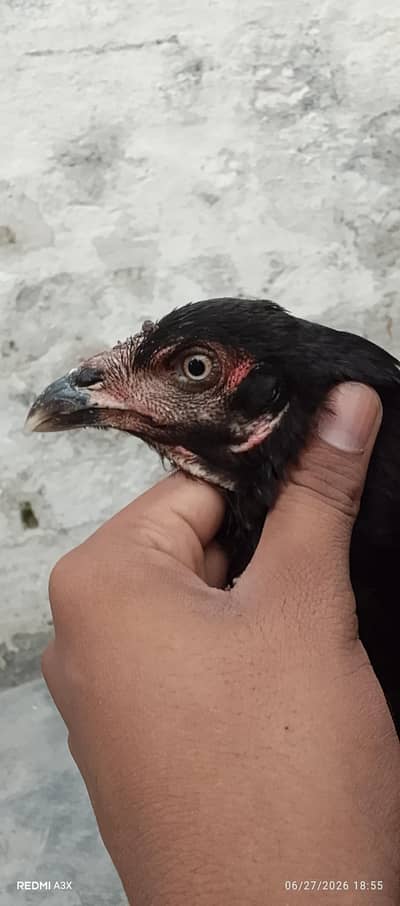 kurak female with eggs