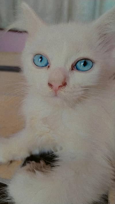 urgent sale cute persian kitten  5000