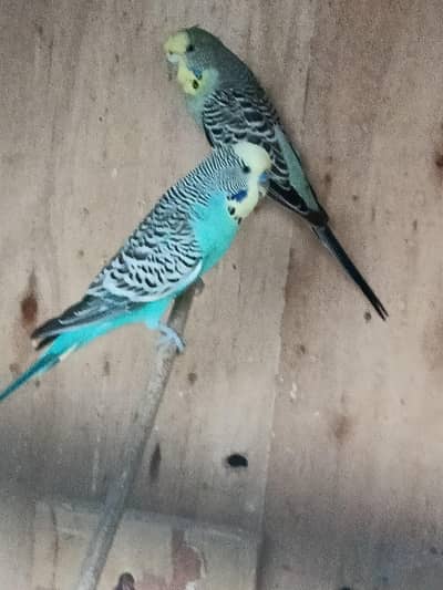 budgies for sale black wing , hogoromo,rainbow