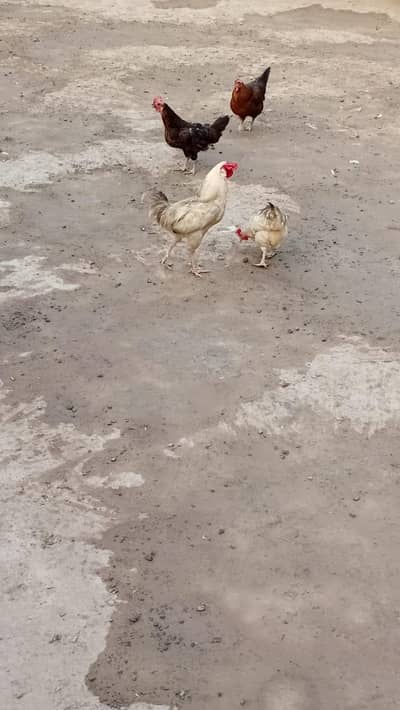 Desi hens Andy deti hn 3 hens hn whatapp 0312. . 4623.645