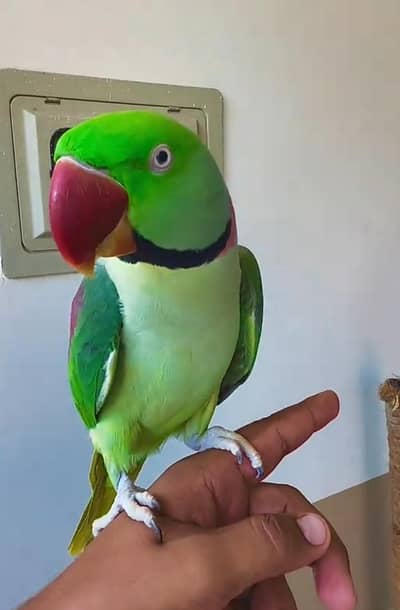 bolane wali parrot urgent for sale WhatsApp number 03281008492