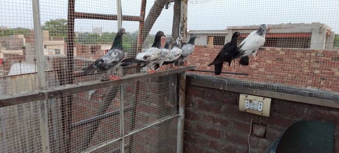 Teddy and mix breed pigeons