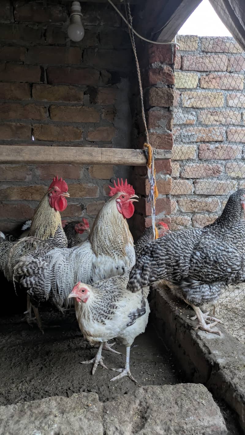 Fancy Hens 1