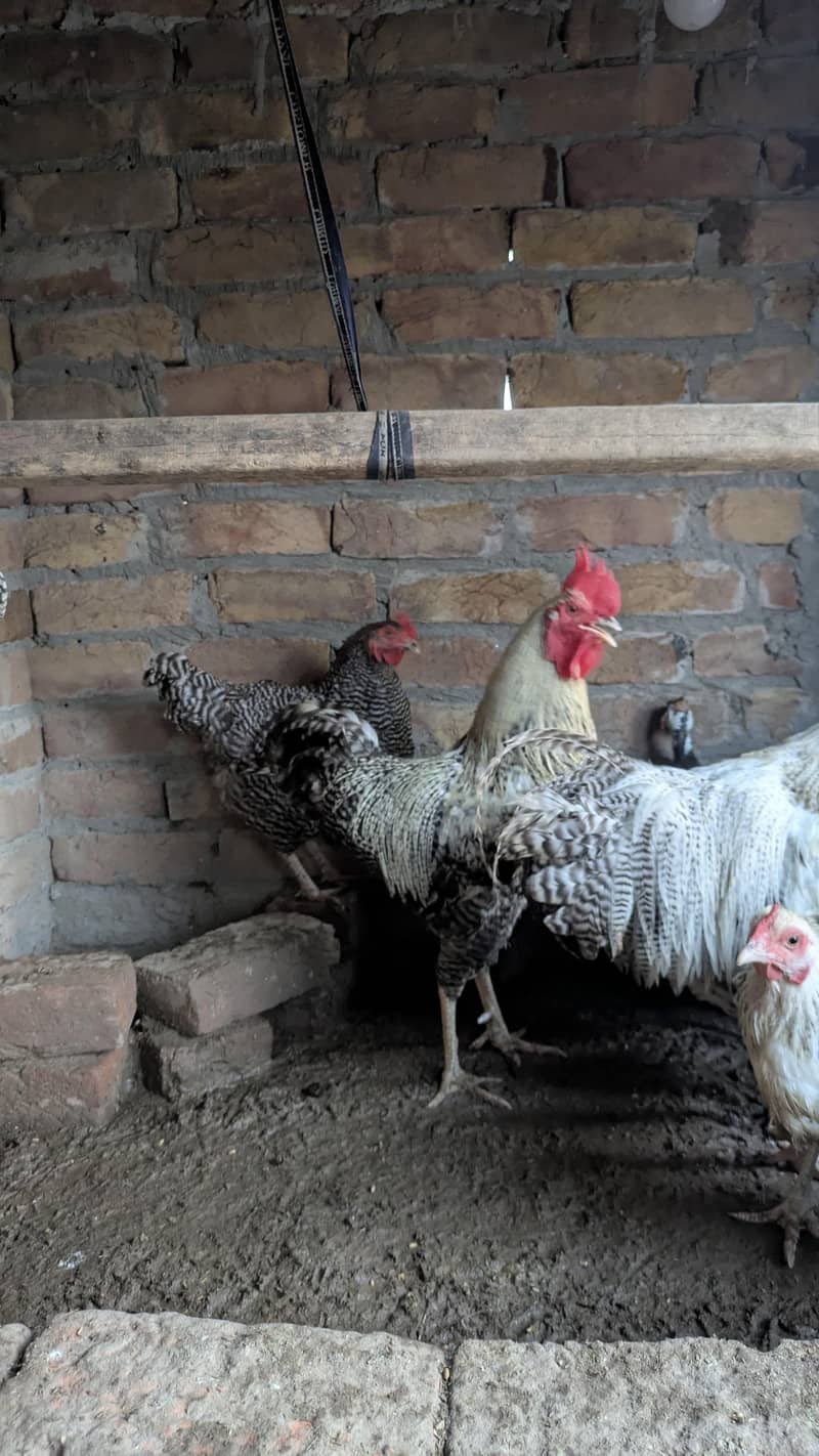 Fancy Hens 2