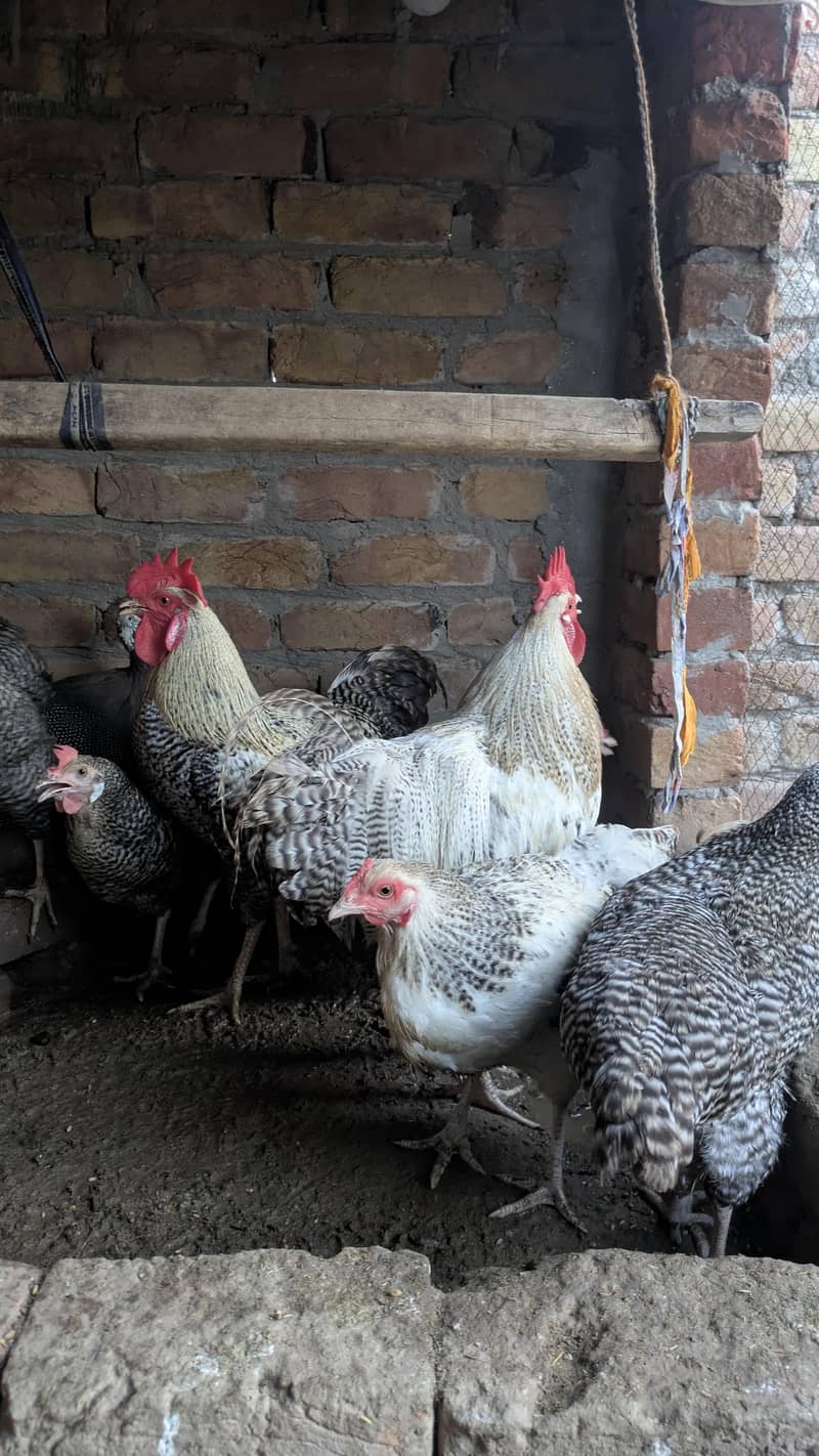 Fancy Hens 3