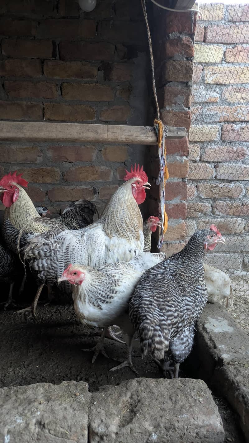 Fancy Hens 4