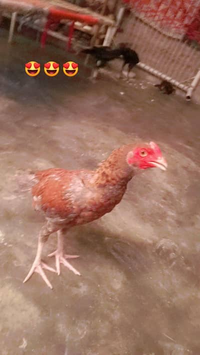 خریدنے کے لئے رابطہ کریں