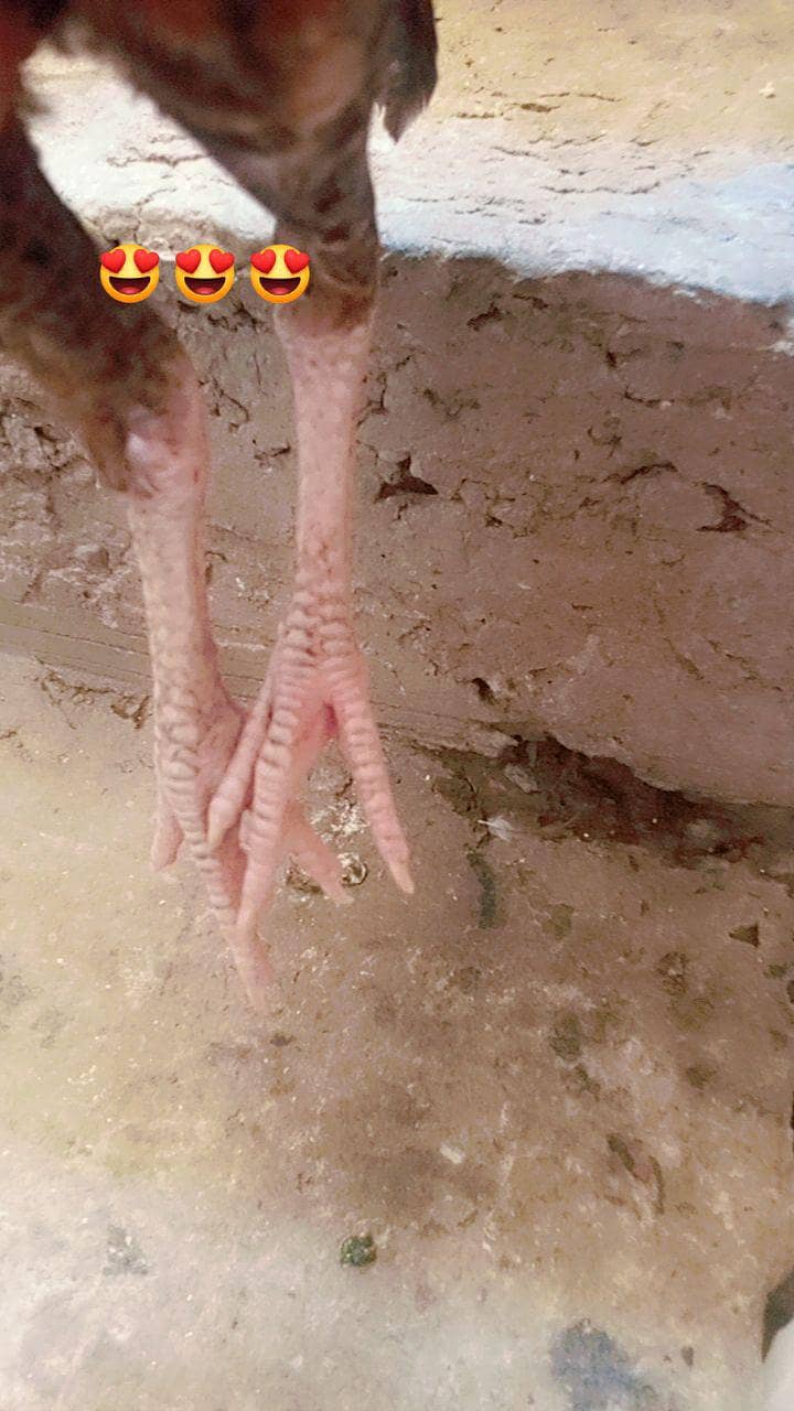 خریدنے کے لئے رابطہ کریں 2