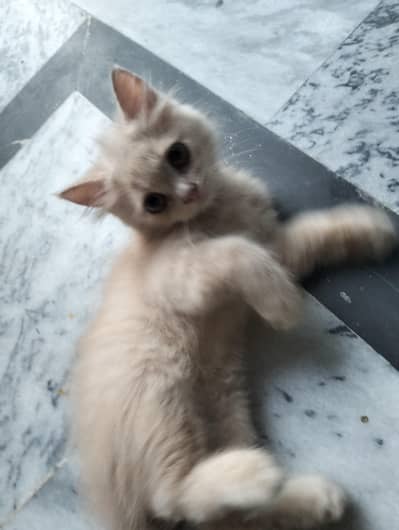 cats babay for sale
