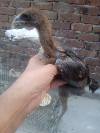 dragon chicks for sell