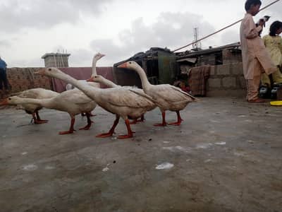 Longneck and hen