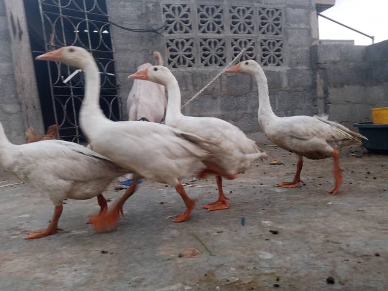 Ducks 1