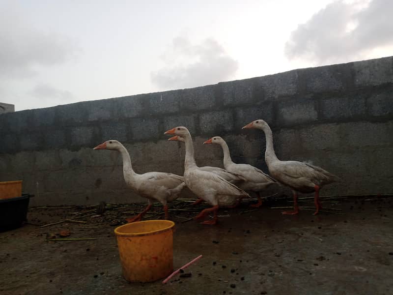 Ducks 2