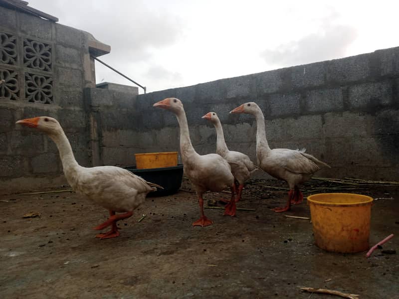 Ducks 3