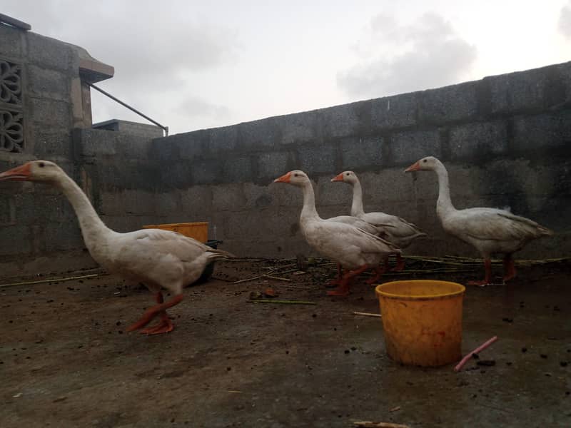Ducks 4