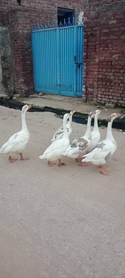 6 white ducks big neck