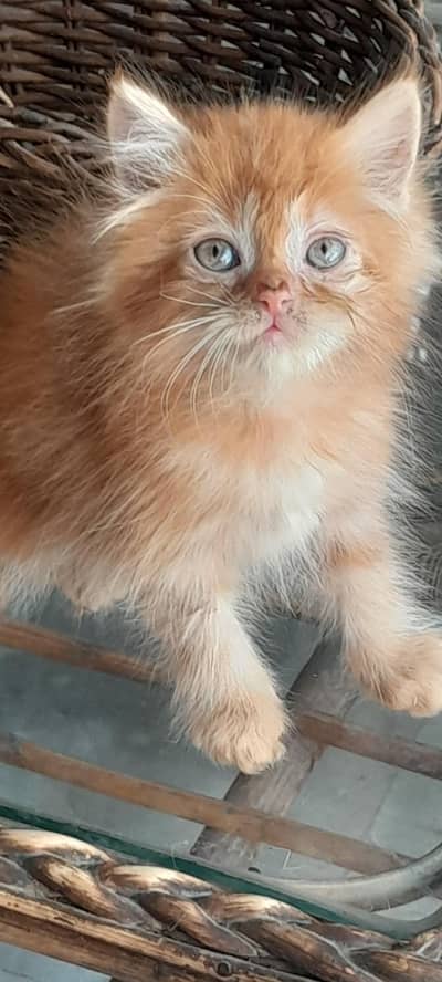 kitten looking for new home