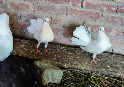 white laky for sale