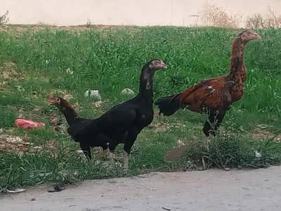 aseel for sale two male and one female grand offer