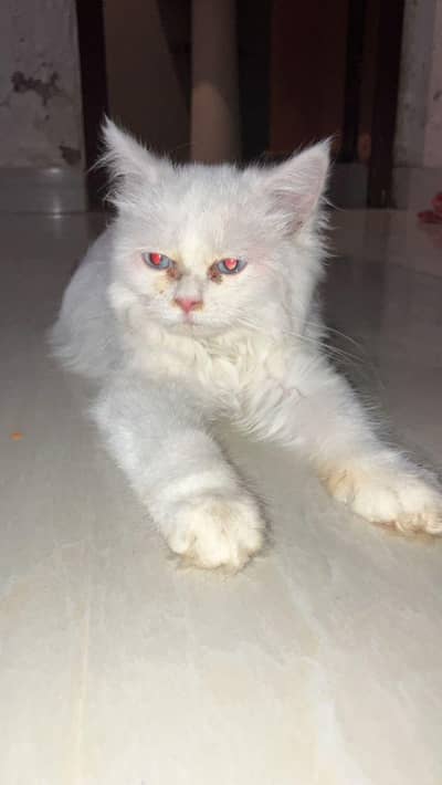 Persian cat