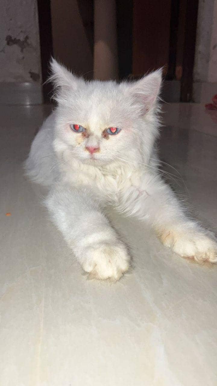 Persian cat 0