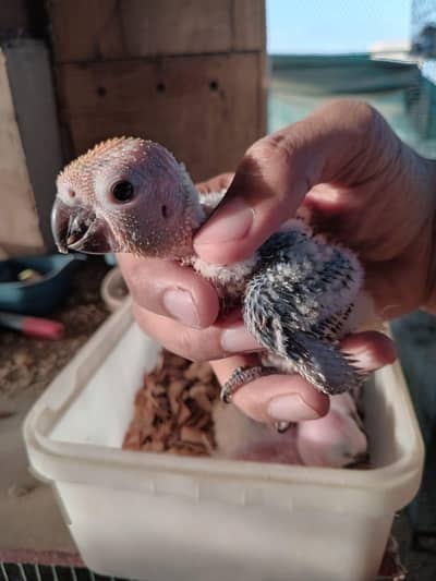 sunconure chicks for sale
