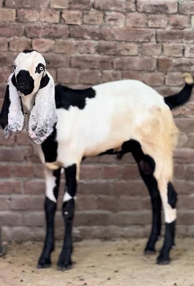 bakra03041979402