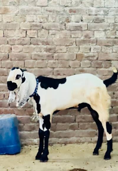 bakra03041979402