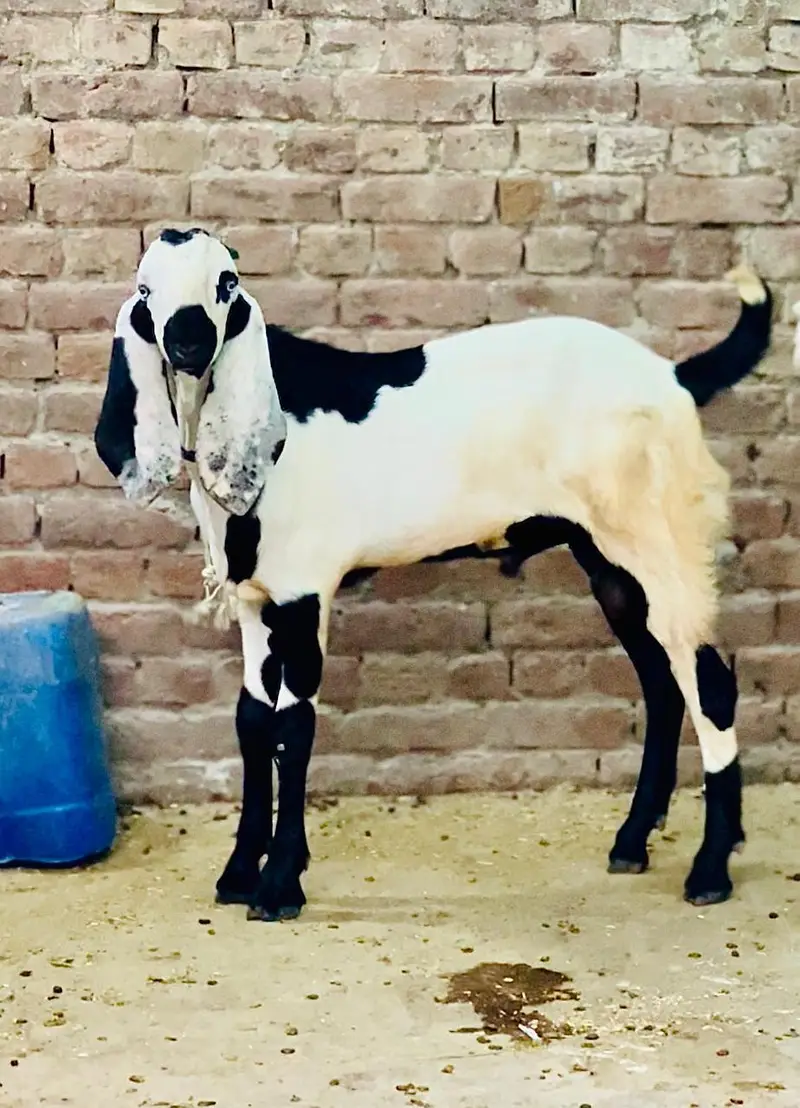 bakra03041979402 — photo 2