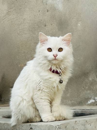 PERSIAN CAT  FOR SALE URGENT SALE