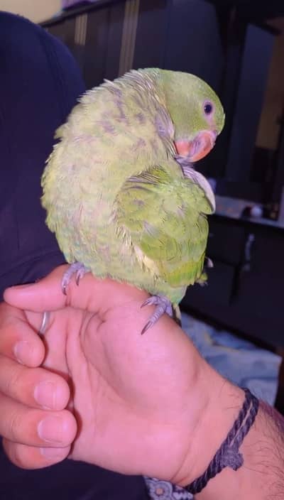 200% hand tamed Zero bite Male Ringneck chick